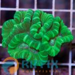 Caulastrea Curvata Ultra